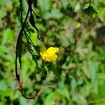Pavonia sepium Цветок