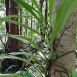 Bulbophyllum variegatum Hoja