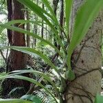 Bulbophyllum variegatum Leaf