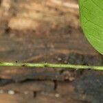 Strychnos aculeata Corteza