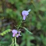 Desmodium paniculatumFlower