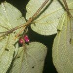 Miconia reitziana Leaf