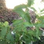 Mentha longifolia Leaf