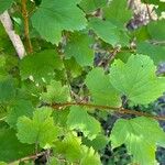 Viburnum sargentii Leaf