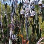 Eucalyptus caesia 果