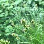 Carex leersii Blomst