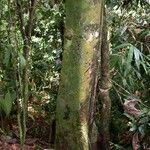 Cinnamomum chavarrianum Corteza