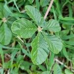 Cleome gynandra Leaf