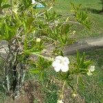 Brunfelsia americana Blüte