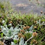 Plantago nivalis Vekstform