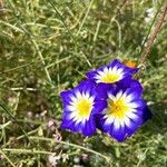 Convolvulus tricolorFlower