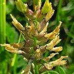 Astragalus cicer പുഷ്പം