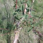 Eucalyptus viminalis Feuille