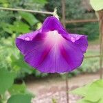 Ipomoea lobata Flower