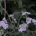 Parthenium integrifolium Yaprak