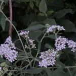 Parthenium integrifolium पत्ता