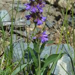 Penstemon procerus Yeri