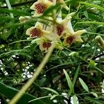 Pandorea pandorana Flower