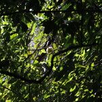 Treculia africana Fruto
