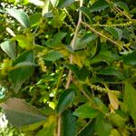 Acalypha siamensis Fruit