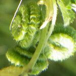 Medicago rugosa Fruit