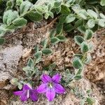 Campanula mollis Flower