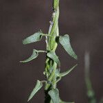 Matelea parvifolia Plante entière