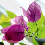 Bougainvillea spectabilis Flower