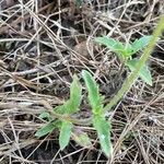 Tridax procumbens Foglia