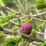 Larix decidua পাতা