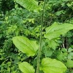 Smilax tamnoides Blatt