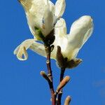 Magnolia denudata 花