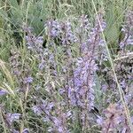 Salvia pratensis Blomst