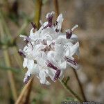 Hymenothrix wrightii Lorea