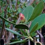 Rhododendron gardenia अन्य