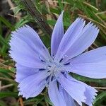 Cichorium intybus 花