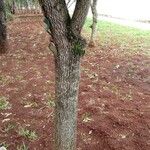 Annona crassiflora 樹皮