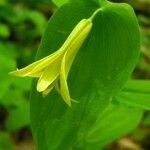 Uvularia perfoliata Flor