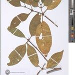 Peponidium occidentale Otro