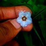 Trichodesma indicum Цветок