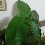 Calathea luteaЛіст