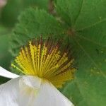 Sparrmannia africanaFlor