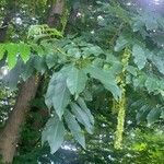 Pterocarya fraxinifolia Φύλλο