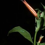 Cuphea ignea Blüte