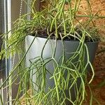 Rhipsalis baccifera Blad