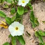 Ipomoea imperati Leaf