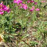 Centaurium erythraea Habitus