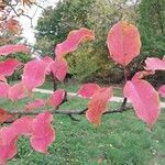 Pyrus ussuriensis Hoja