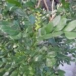 Murraya paniculata 葉