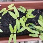 Ipomoea imperati Leaf